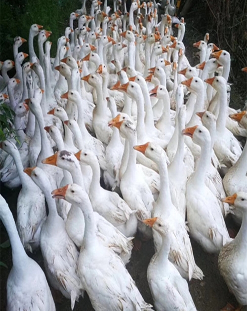鹅苗出售_其它畜禽及养殖动物相关-南阳市宛城区西洼禽业繁育专业合作社