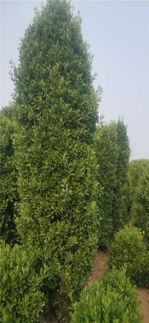 多规格大叶黄杨柱子种植-偃师市邙岭乡常绿苗圃