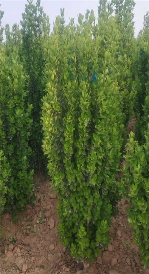 高度2.2米黄杨柱多少钱_高度2.2米-偃师市邙岭乡常绿苗圃