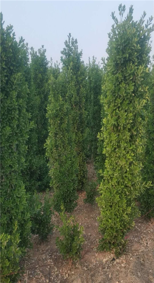 贵州精品大叶黄杨柱子种植_高度2米冠幅50公分-偃师市邙岭乡常绿苗圃