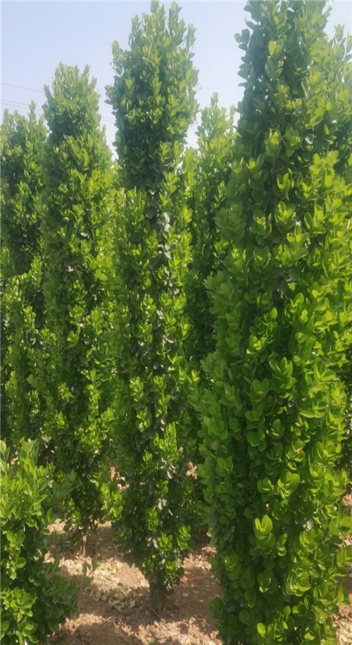 四川精品大叶黄杨柱子种植_高度1.5米冠幅40公分-偃师市邙岭乡常绿苗圃