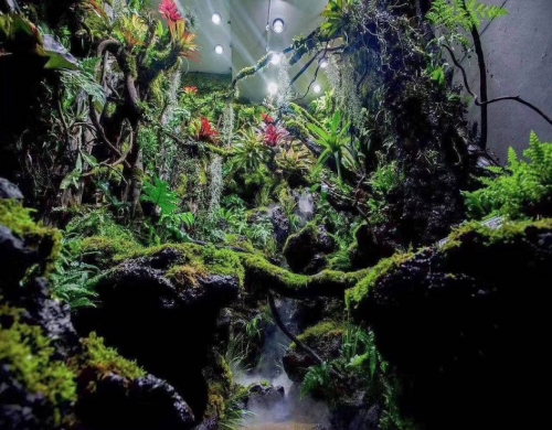 热带雨林缸造景品牌_食虫植物装潢设计-山东卓匠景观设计有限公司