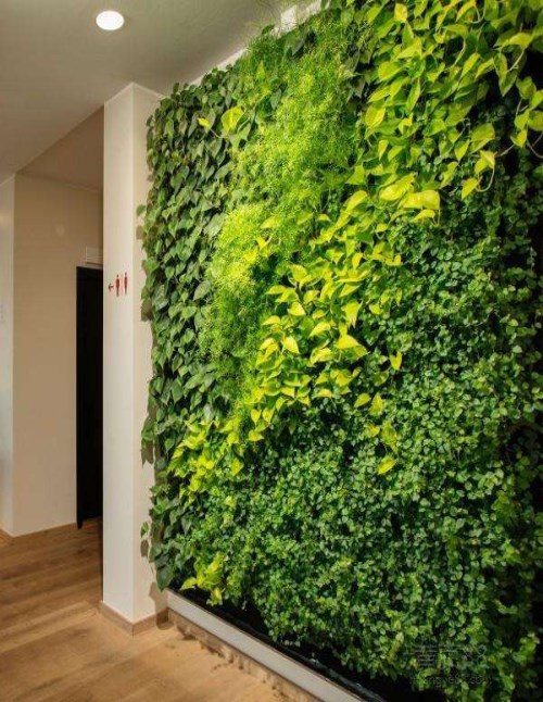 室内绿植墙设计报价_博古架装潢设计-山东卓匠景观设计有限公司