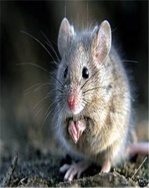 知名除老鼠多少钱_除老鼠多少钱相关-山东龙信有害生物防治有限公司