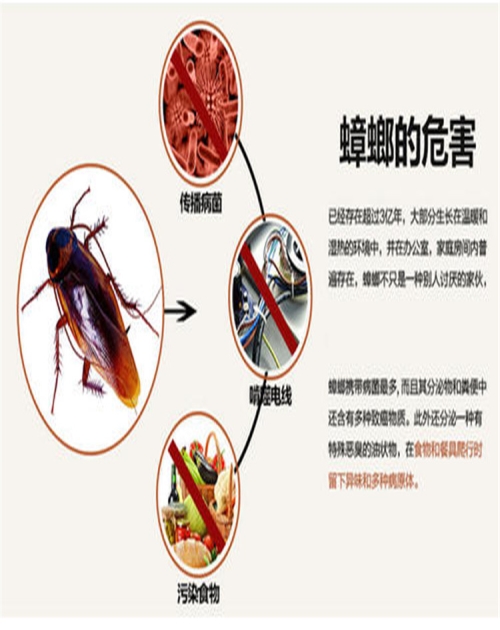 专业灭蟑螂推荐_专业环保公司-山东龙信有害生物防治有限公司