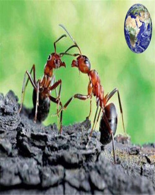 专业灭蚂蚁价格_上门环保解决方案-山东龙信有害生物防治有限公司