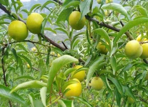 贵州好吃的水果_好吃的哪里有卖-镇宁自治县四周蜂糖李种植农民专业合作社