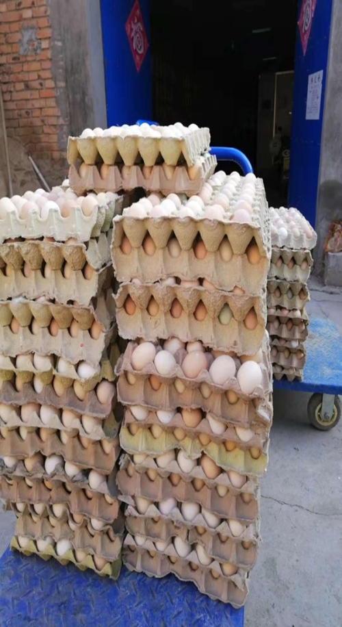内江柴鸡蛋厂家电话 禽蛋价格