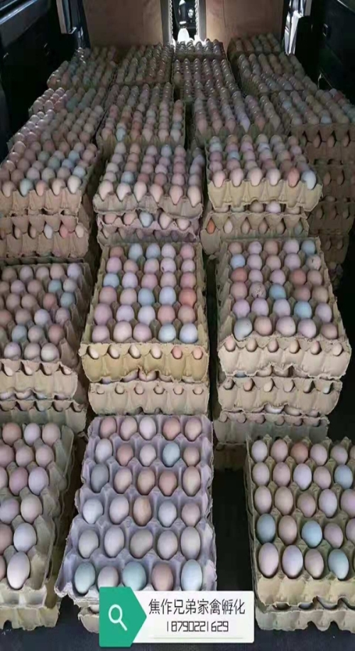柴鸡蛋