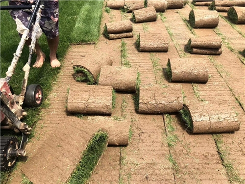 公路护坡草毯一平米多少钱_ 草皮图片  相关-湖南盛大开元草业有限公司