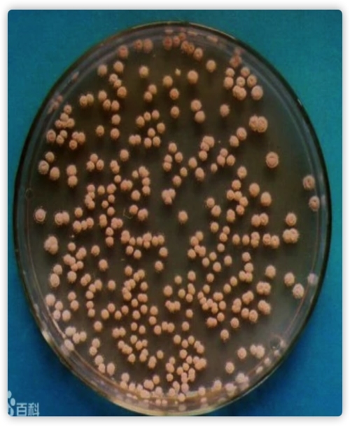 细黄链霉菌