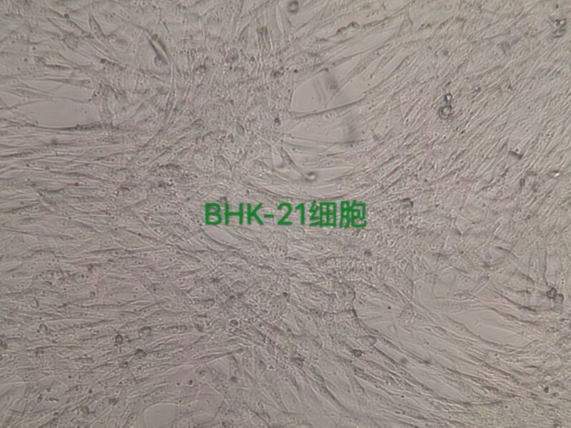 上海细胞HCCLM3-LUC厂家_人生化试剂报价-上海琛艺实业有限公司