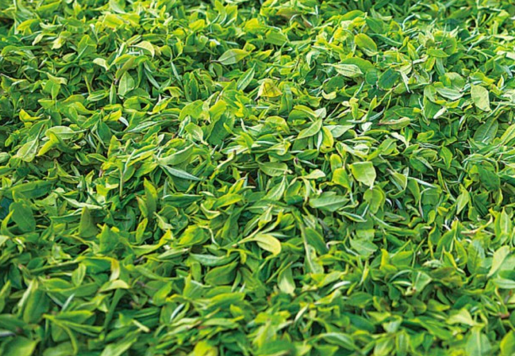 茶园普洱茶生产厂家_普洱茶-四川瑞欣公路材料有限责任公司