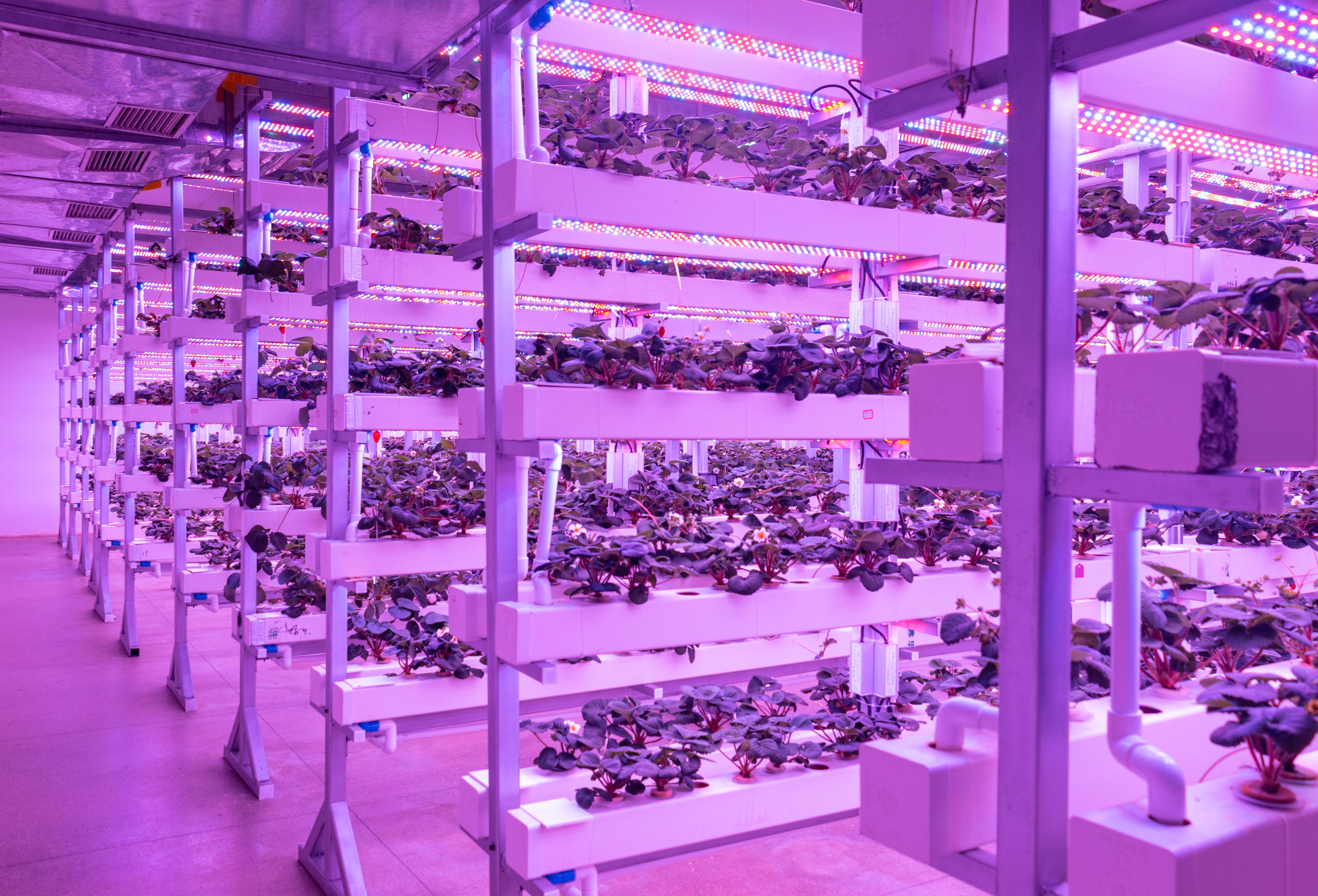 珠海LED植物生长灯费用_led植物生长灯相关-广明源光科技股份有限公司