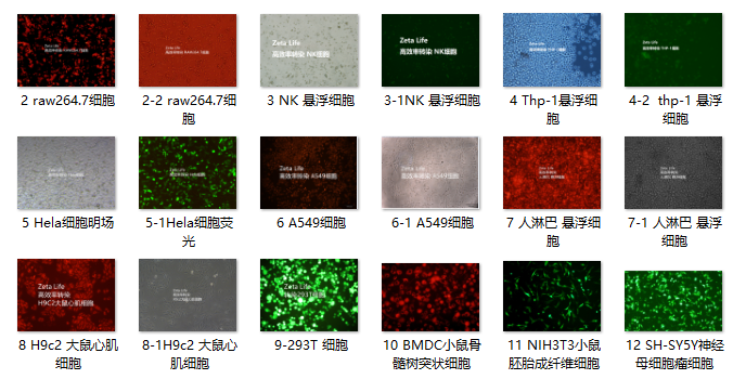 南京RNAiMAX转染细胞转染试剂哪种好_原代生物化工推荐-深圳市安培生物科技有限公司