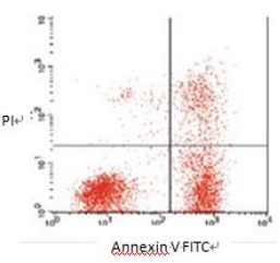 悬浮细胞凋亡检测_Annexin V-FITC/PI生物化工实验步骤