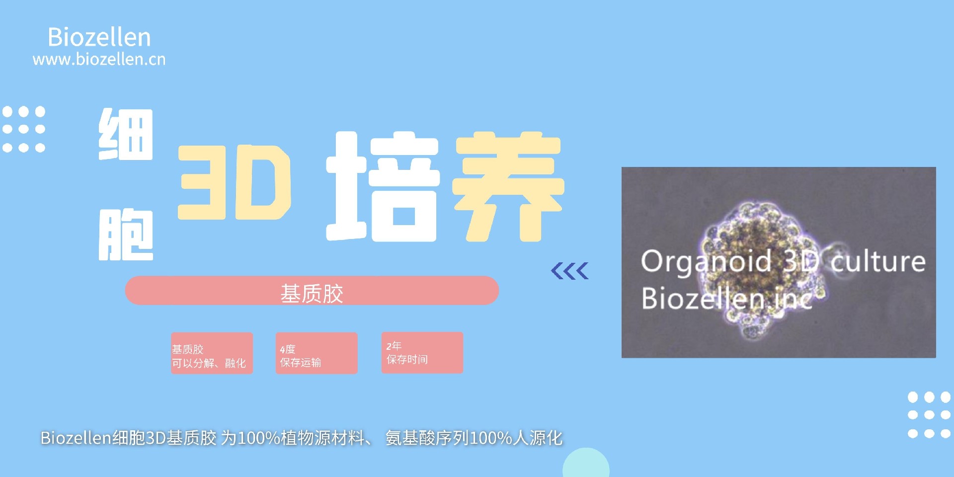 广州3D细胞外基质胶免疫荧光_杭州3D细胞外基质胶的作用_深圳市安培生物科技有限公司