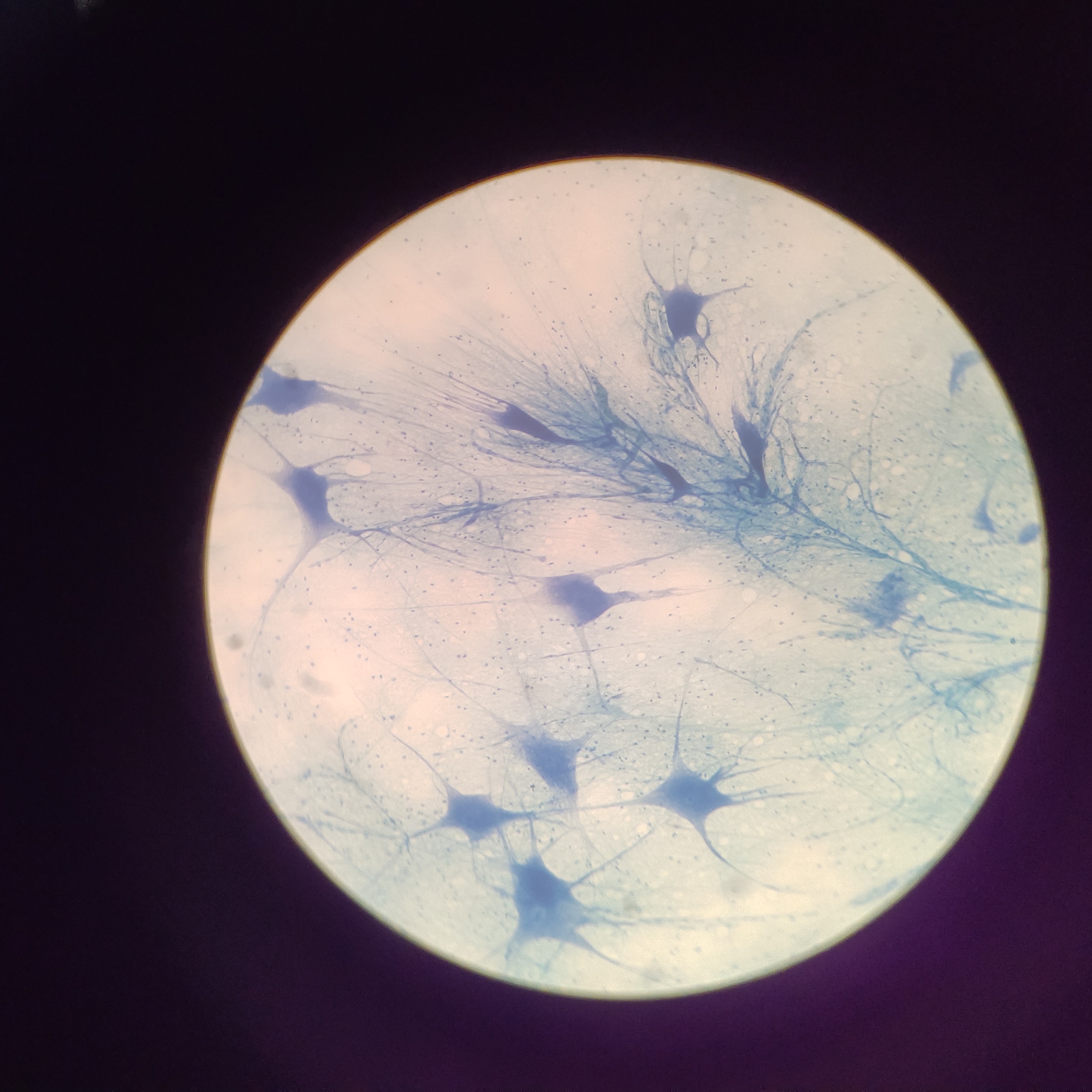 神经组织--神经细胞的分离_生物玻片标本