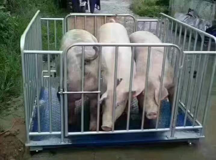 猪用地磅厂家_称猪用地磅推荐_新乡市巨安养殖机械有限公司