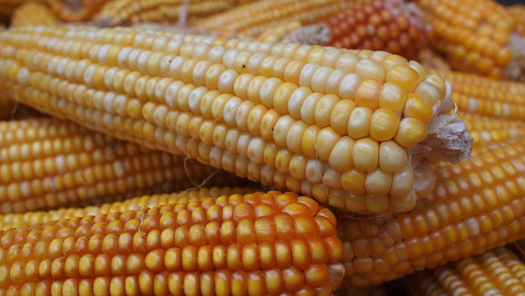 抚州高产玉米种子批发价格_广西高产玉米种子_山东博仁农业科技有限公司