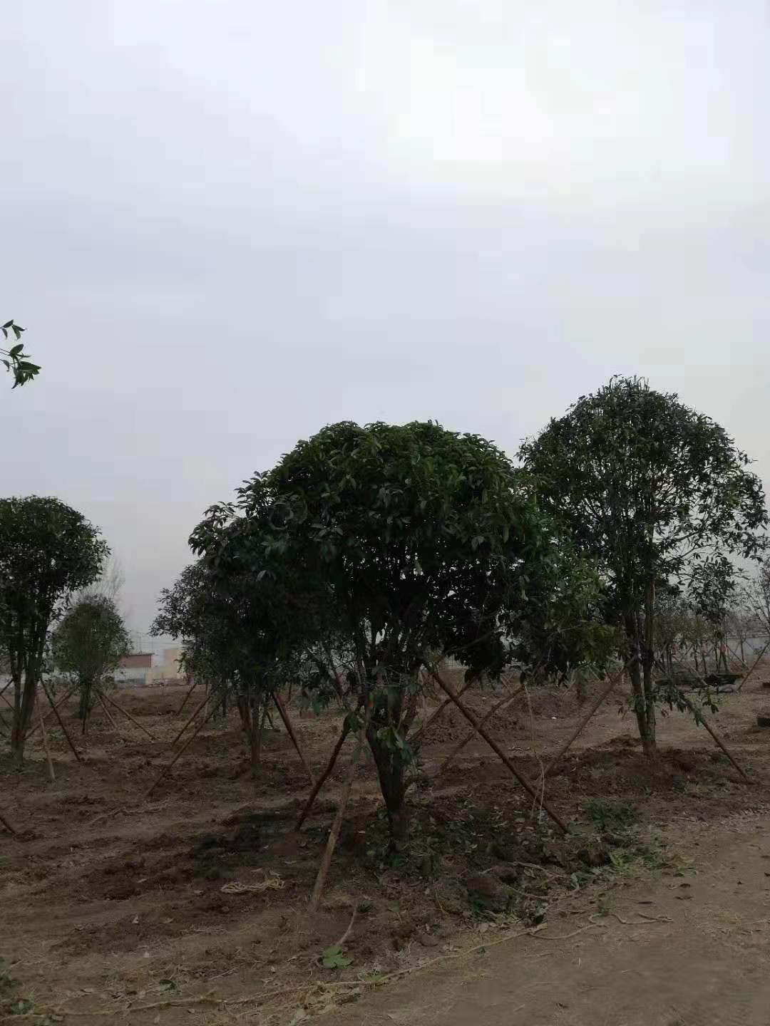 濮阳桂花树报价_安阳桂花树种植_新乡华菱园林有限公司