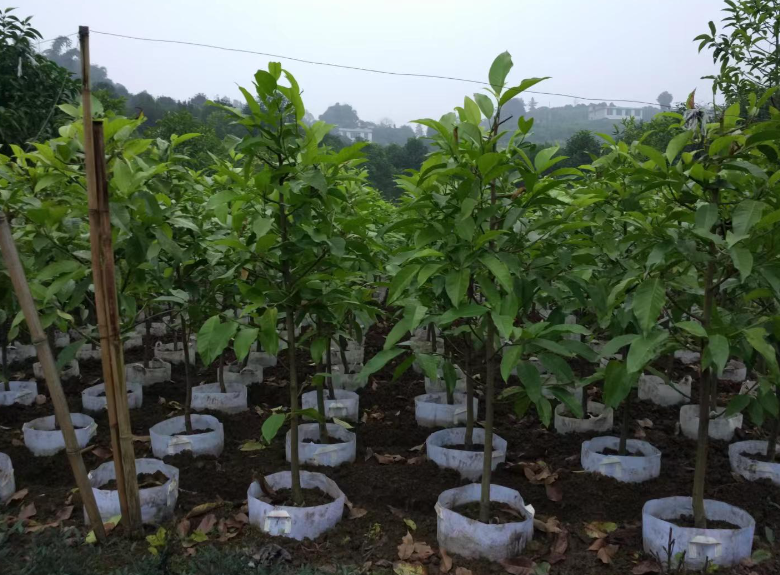 四川黄桷兰苗木培育基地_四川三角梅种植基地_宜宾胭脂花卉园艺有限公司