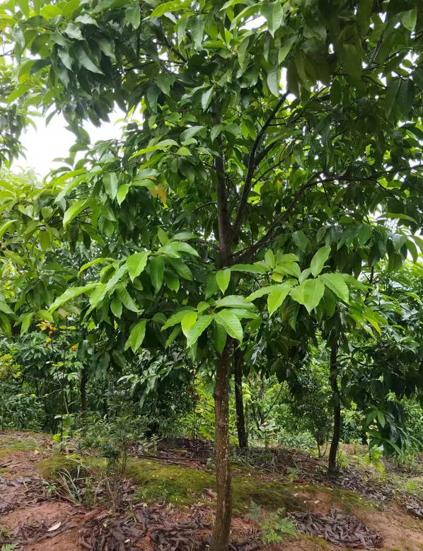 美人梅种植_四川绿化工程_宜宾胭脂花卉园艺有限公司