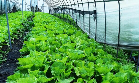 怒江周边茄子种植户_茄子出售_贡山县永佳农业开发有限责任公司