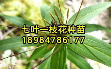野生七叶一枝花价格_中国特产招商网