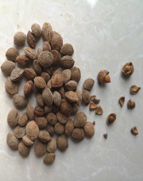 知名青梅种子多少钱提供其他种子种苗多少钱