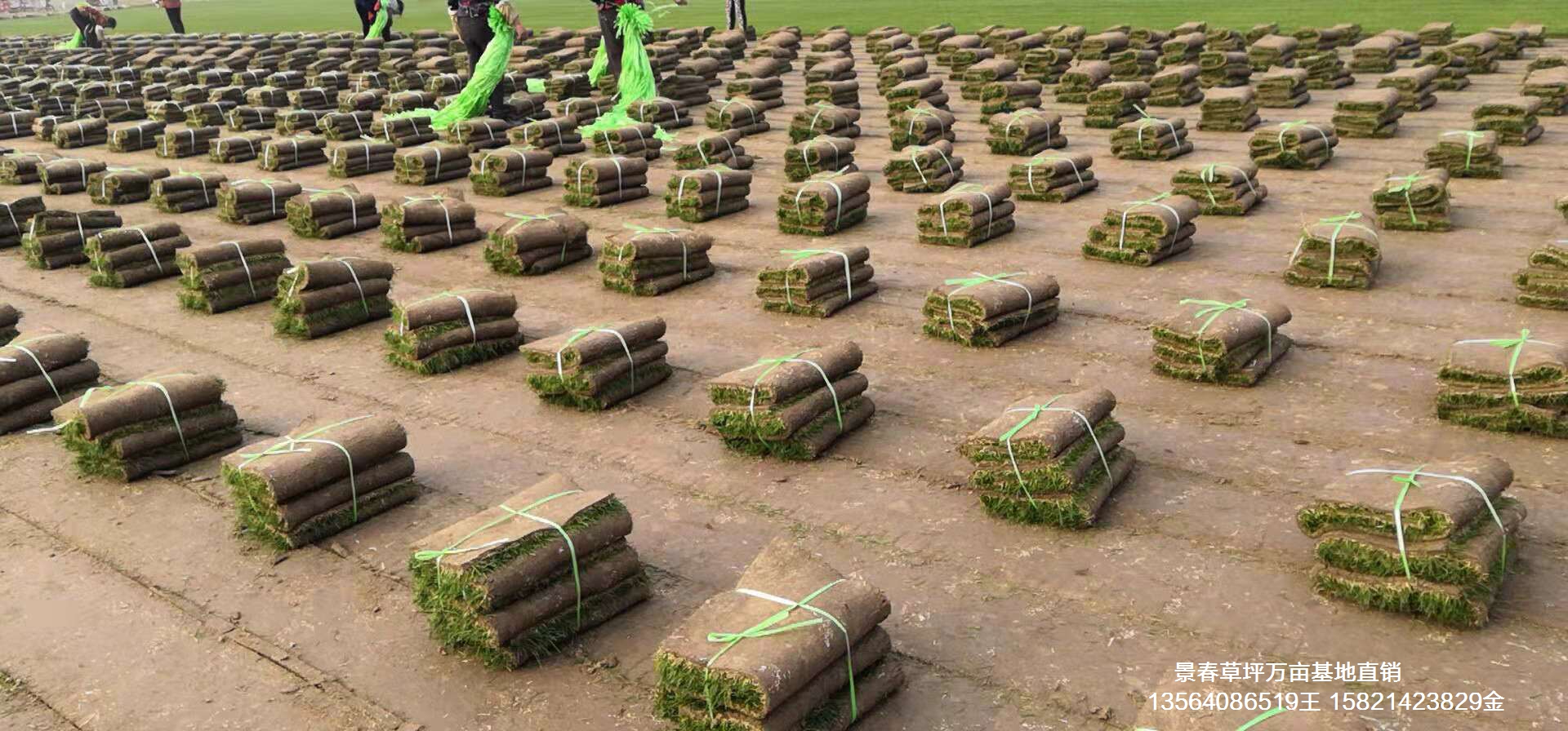 哪里有卖草坪草种