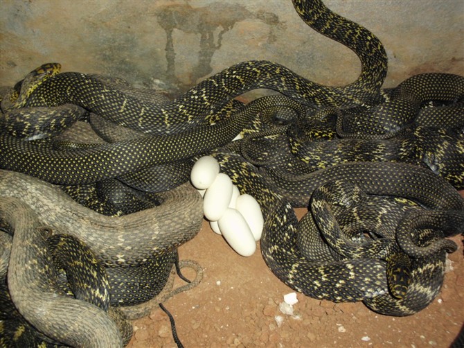 湖南最大的蛇图片