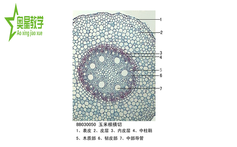 迎春叶的细胞结构图图片