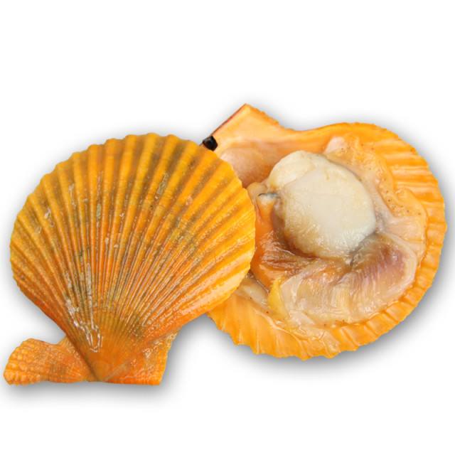 北海黄金扇贝批发,湛江黄金扇贝批发,小红贝批发