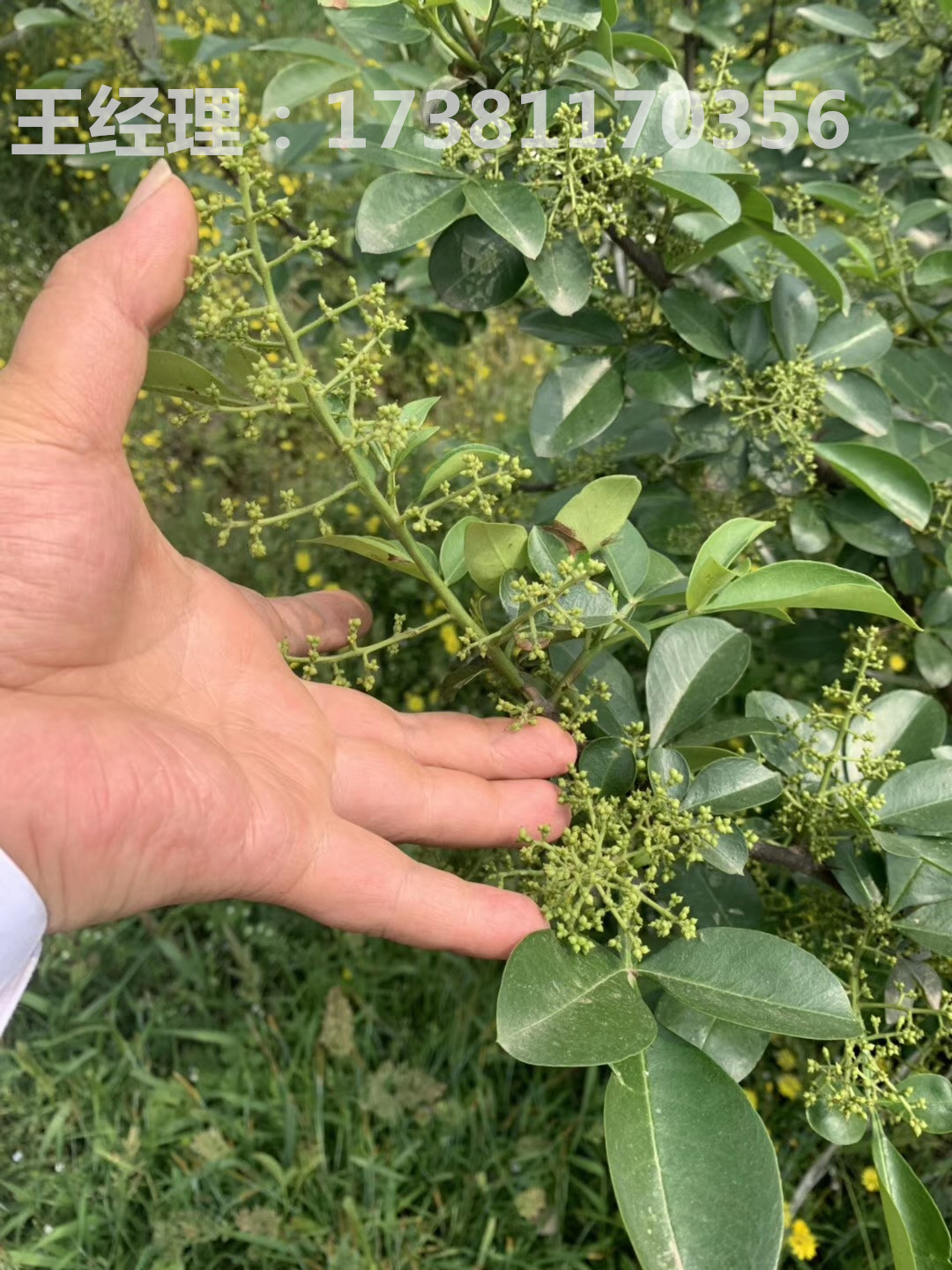 这是按照每亩80株的藤椒树计算,采摘费用每斤1.