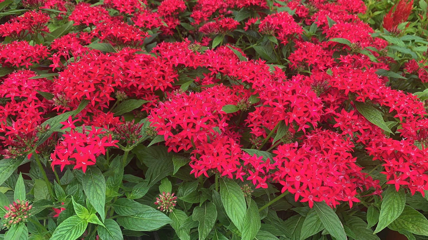 绿植花卉出租价格